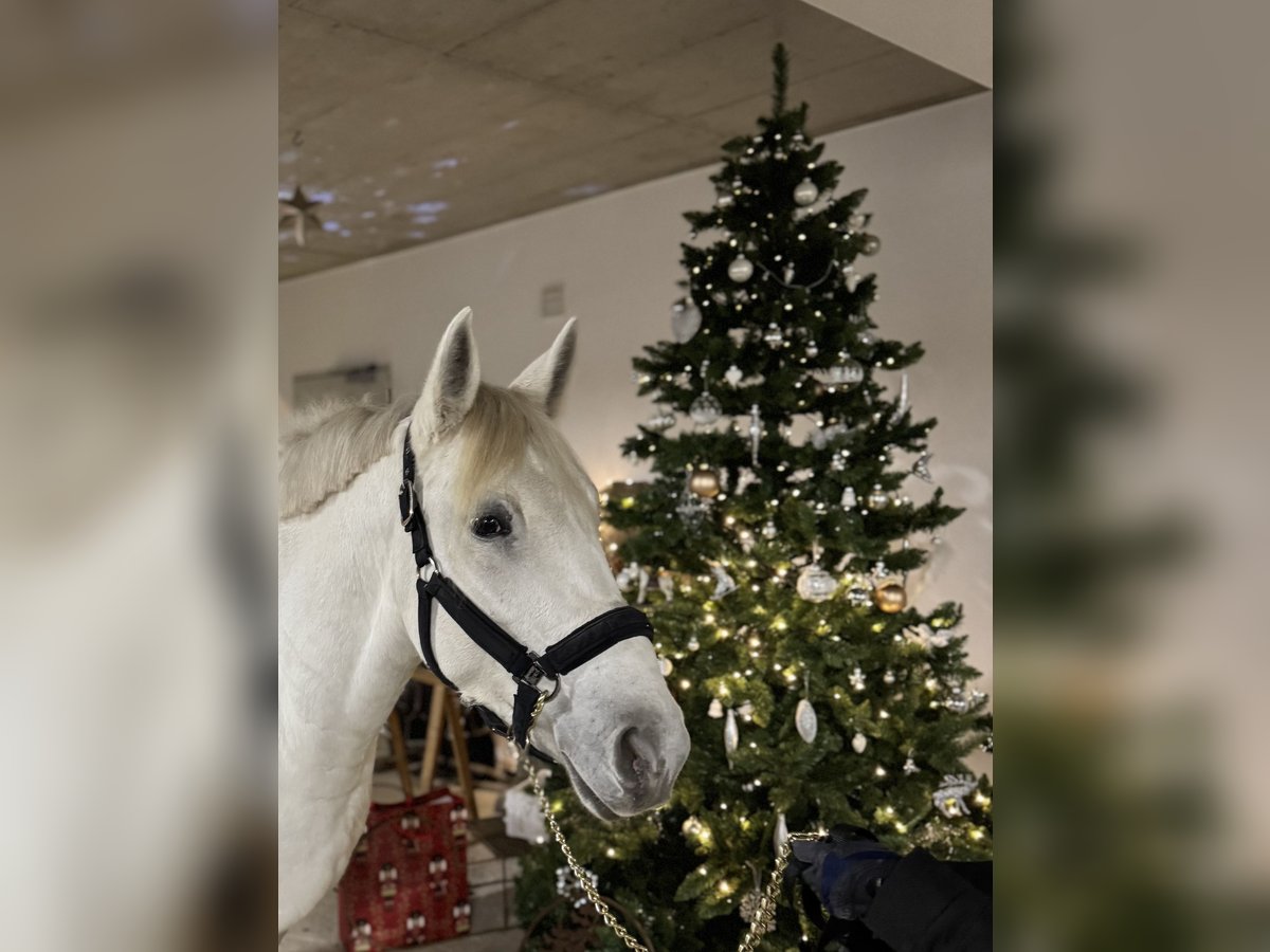 Más ponis/caballos pequeños Mestizo Yegua 5 años 158 cm Tordo rodado in HülbenHülben