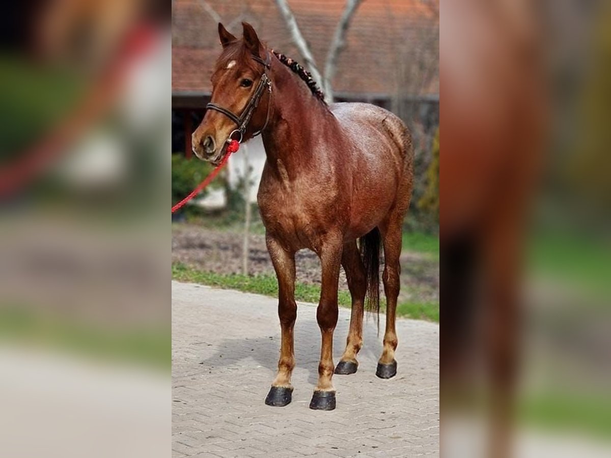 Más ponis/caballos pequeños Yegua 5 años in Deggendorf