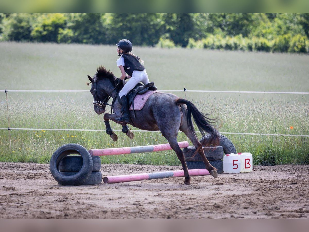 Más ponis/caballos pequeños Yegua 5 años Ruano azulado in Przetoczyno