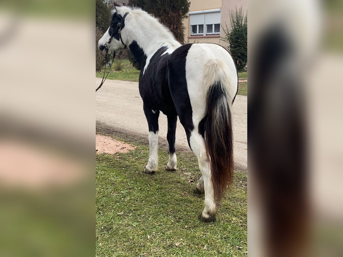 Más ponis/caballos pequeños Yegua 6 años 132 cm Pío in Rechnitz