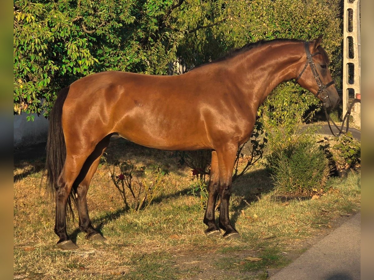 Más ponis/caballos pequeños Yegua 6 años 140 cm Castaño in Deggendorf