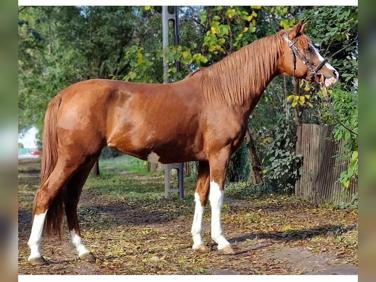 Más ponis/caballos pequeños Yegua 6 años 144 cm Alazán in Vandans