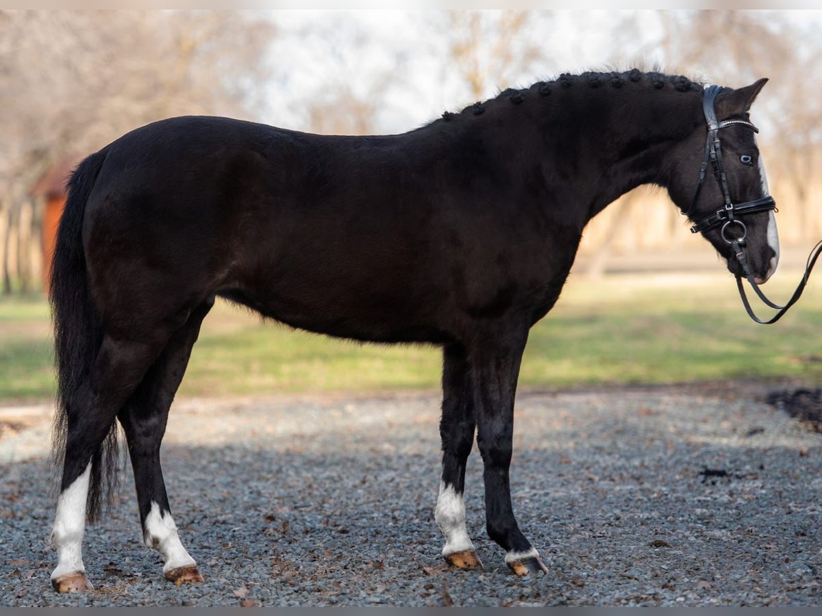 Más ponis/caballos pequeños Yegua 6 años 145 cm in Deggendorf