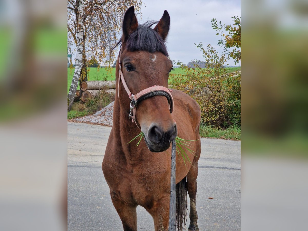 Más ponis/caballos pequeños Yegua 6 años 148 cm Castaño in Passau