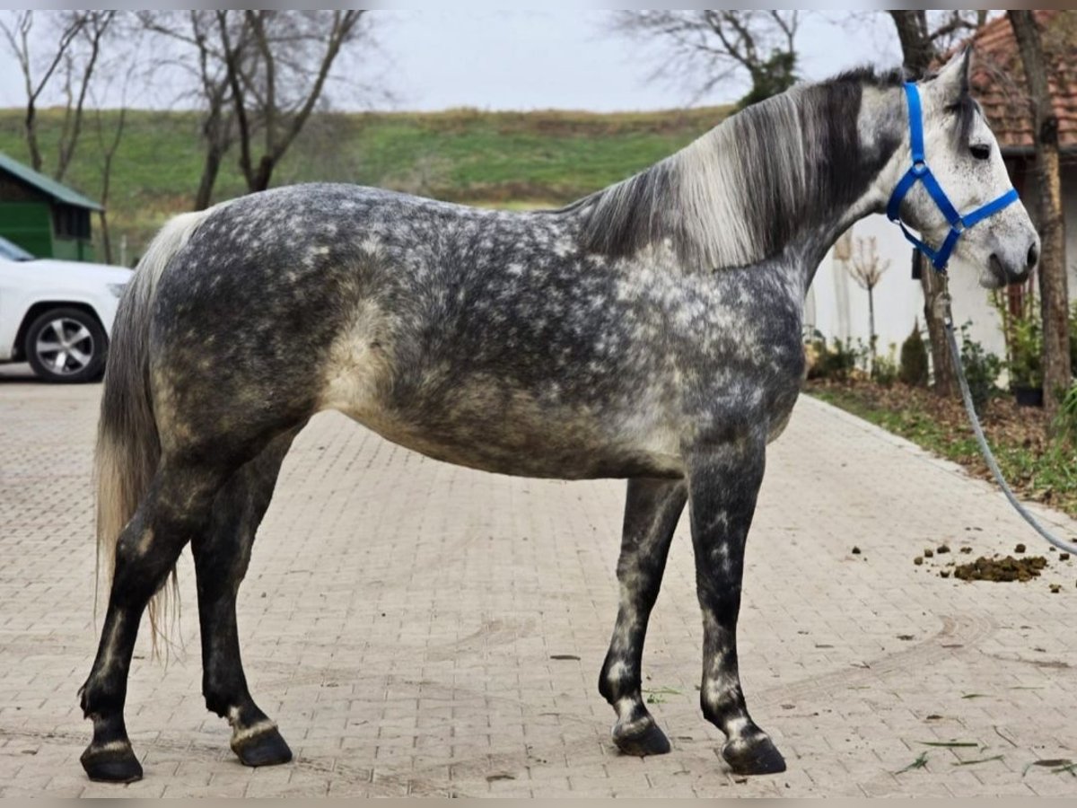 Más ponis/caballos pequeños Yegua 6 años 150 cm in Deggendorf