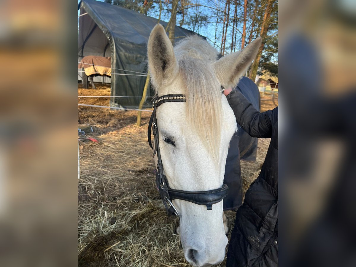 Más ponis/caballos pequeños Yegua 6 años 150 cm Tordo in Zühlsdorf