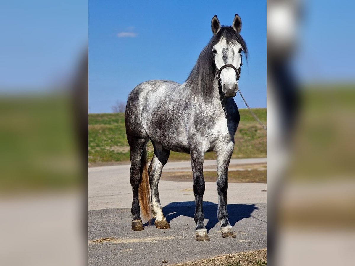 Más ponis/caballos pequeños Yegua 6 años 156 cm Tordo rodado in Deggendorf