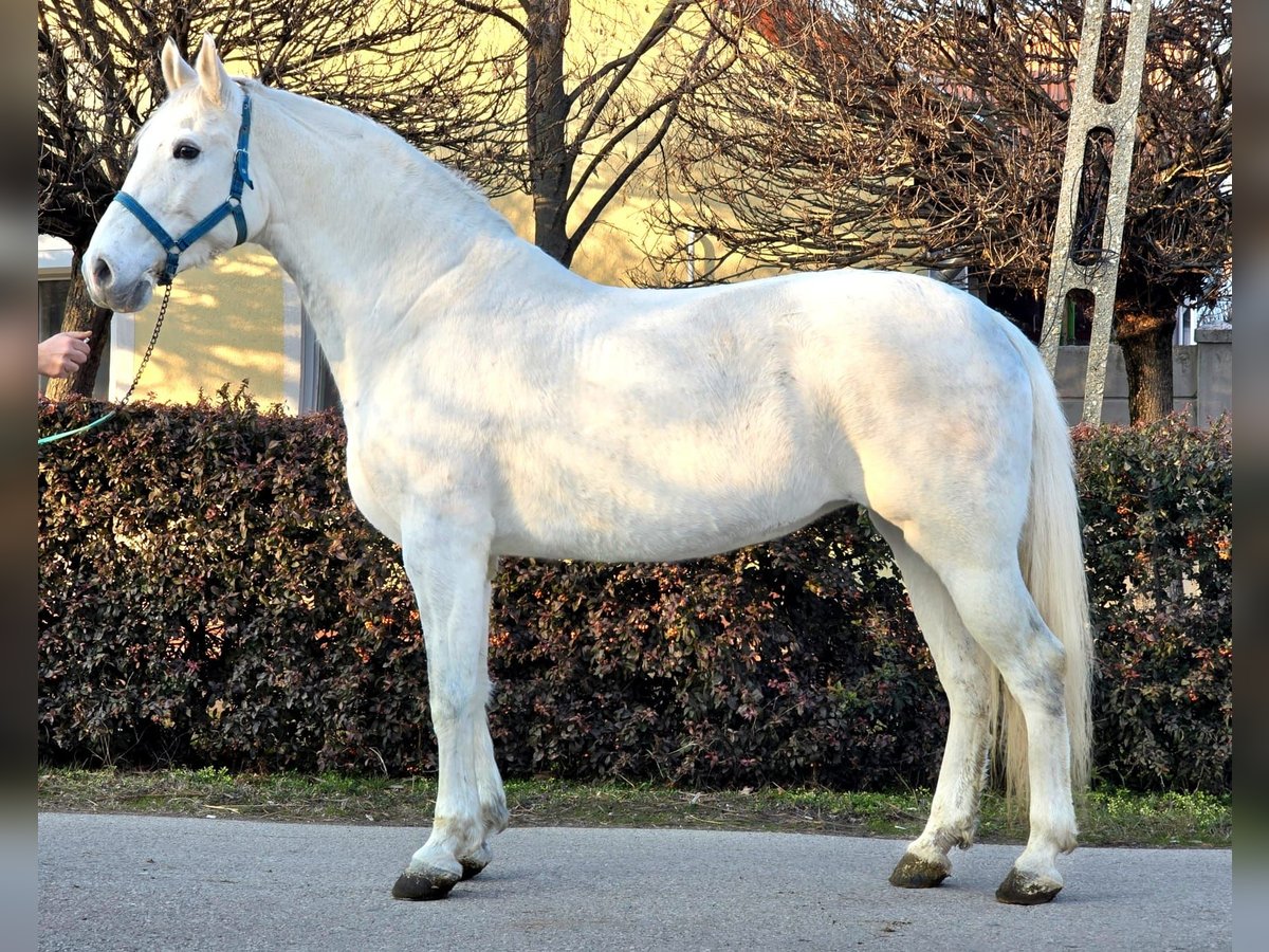 Más ponis/caballos pequeños Yegua 6 años 163 cm Tordo in Deggendorf