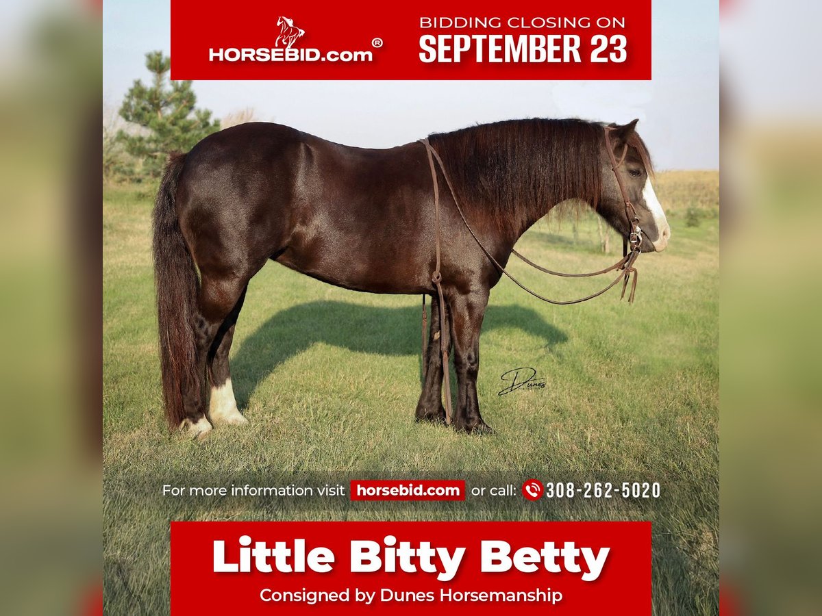 Más ponis/caballos pequeños Yegua 7 años 117 cm Negro in Thedford, NE