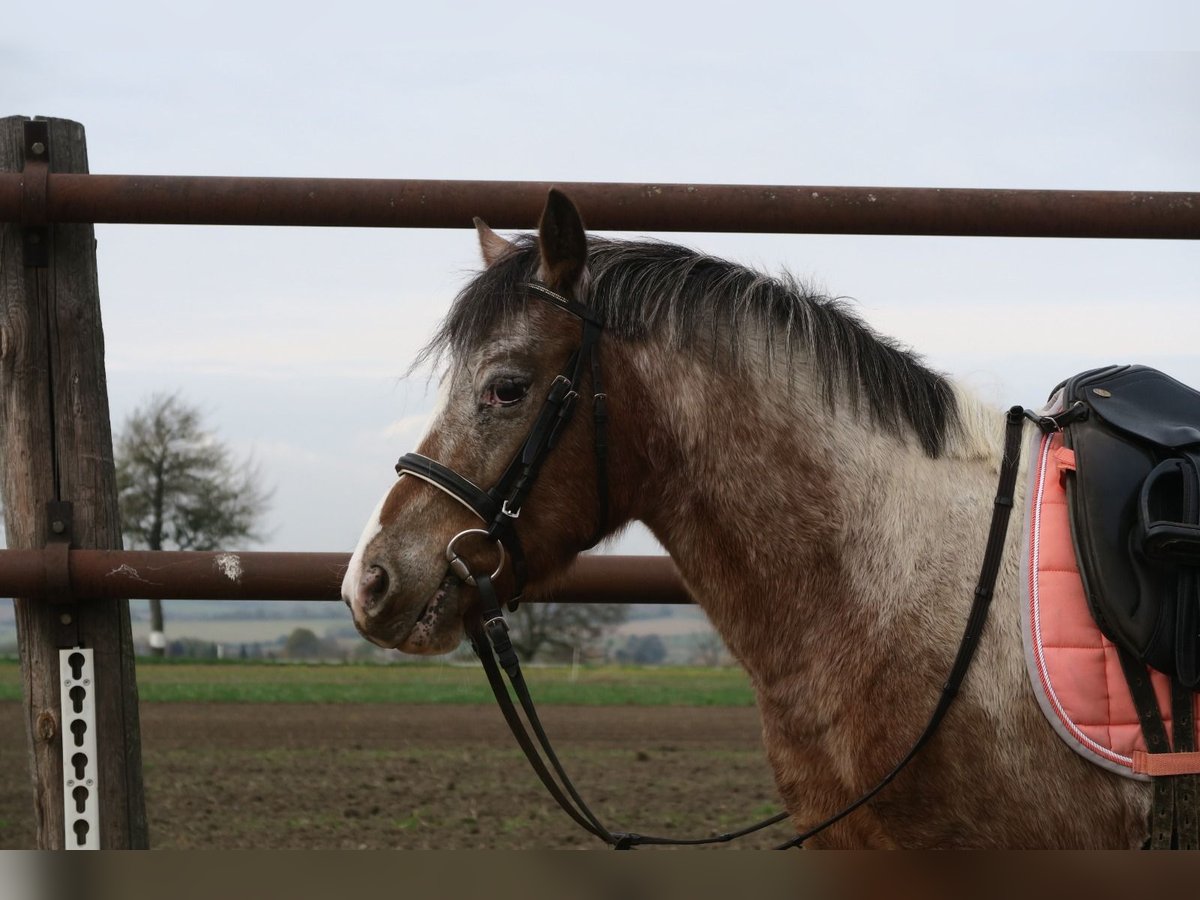 Más ponis/caballos pequeños Mestizo Yegua 7 años 120 cm Pío in Hohenruppersdorf