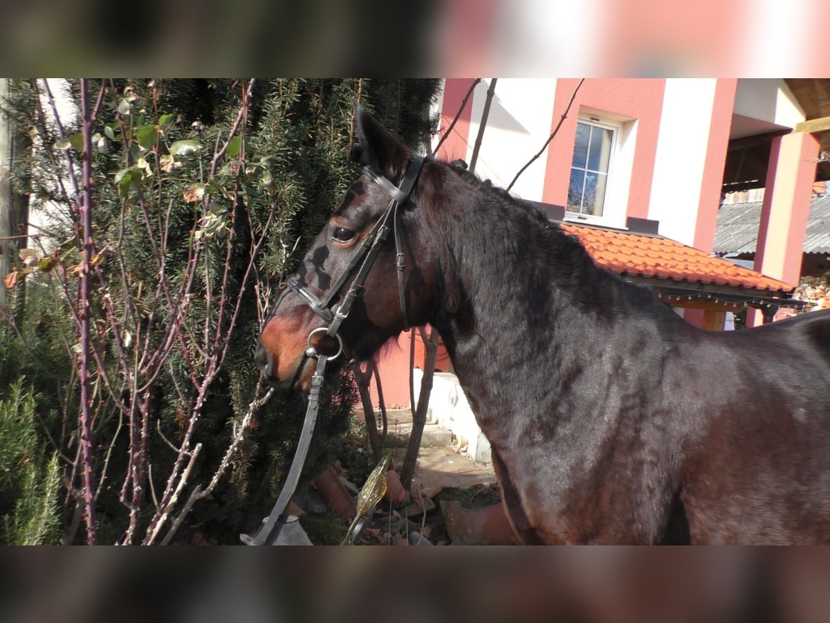 Más ponis/caballos pequeños Yegua 7 años 138 cm Negro in St. Marein bei Graz
