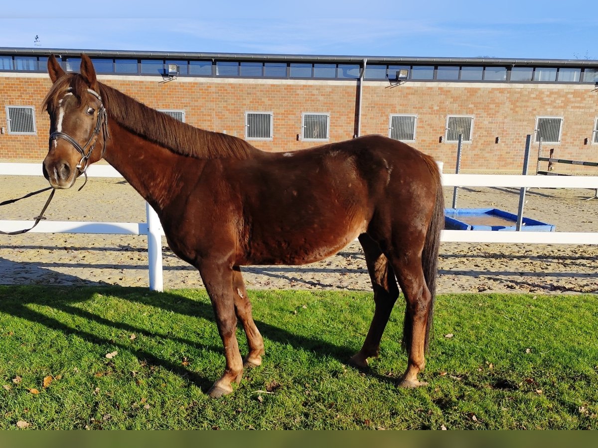 Más ponis/caballos pequeños Yegua 7 años 145 cm Alazán-tostado in Bad Laer