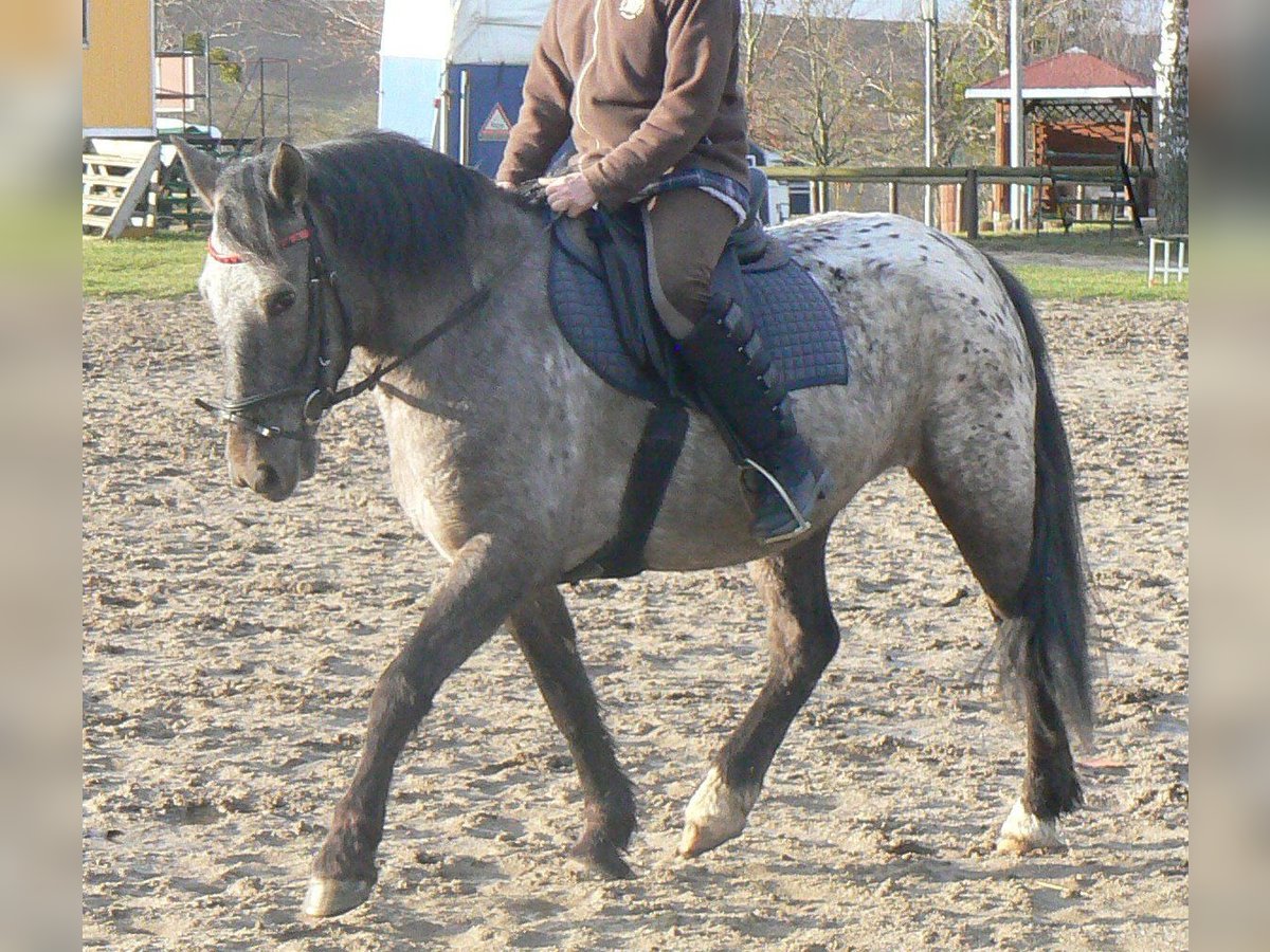 Más ponis/caballos pequeños Yegua 7 años 145 cm Atigrado/Moteado in Frauenprießnitz