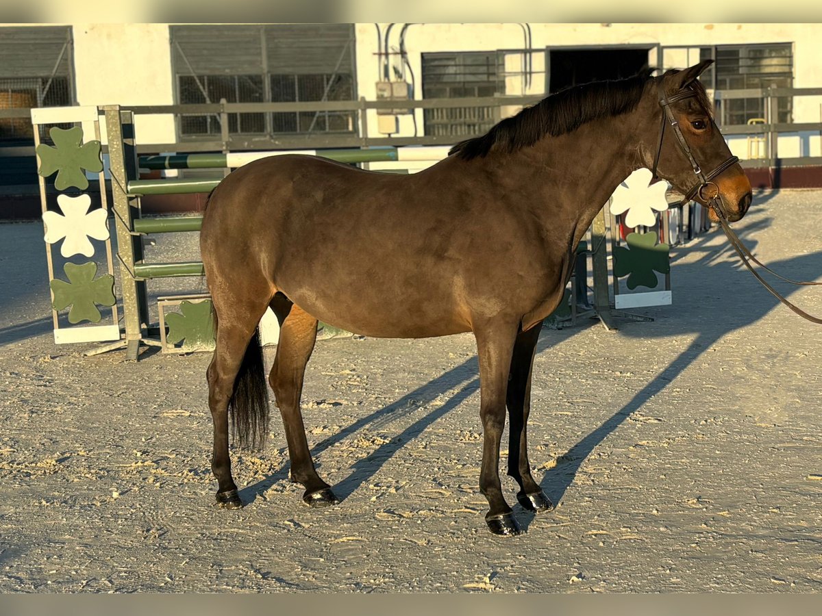 Más ponis/caballos pequeños Yegua 7 años 145 cm in Deggendorf