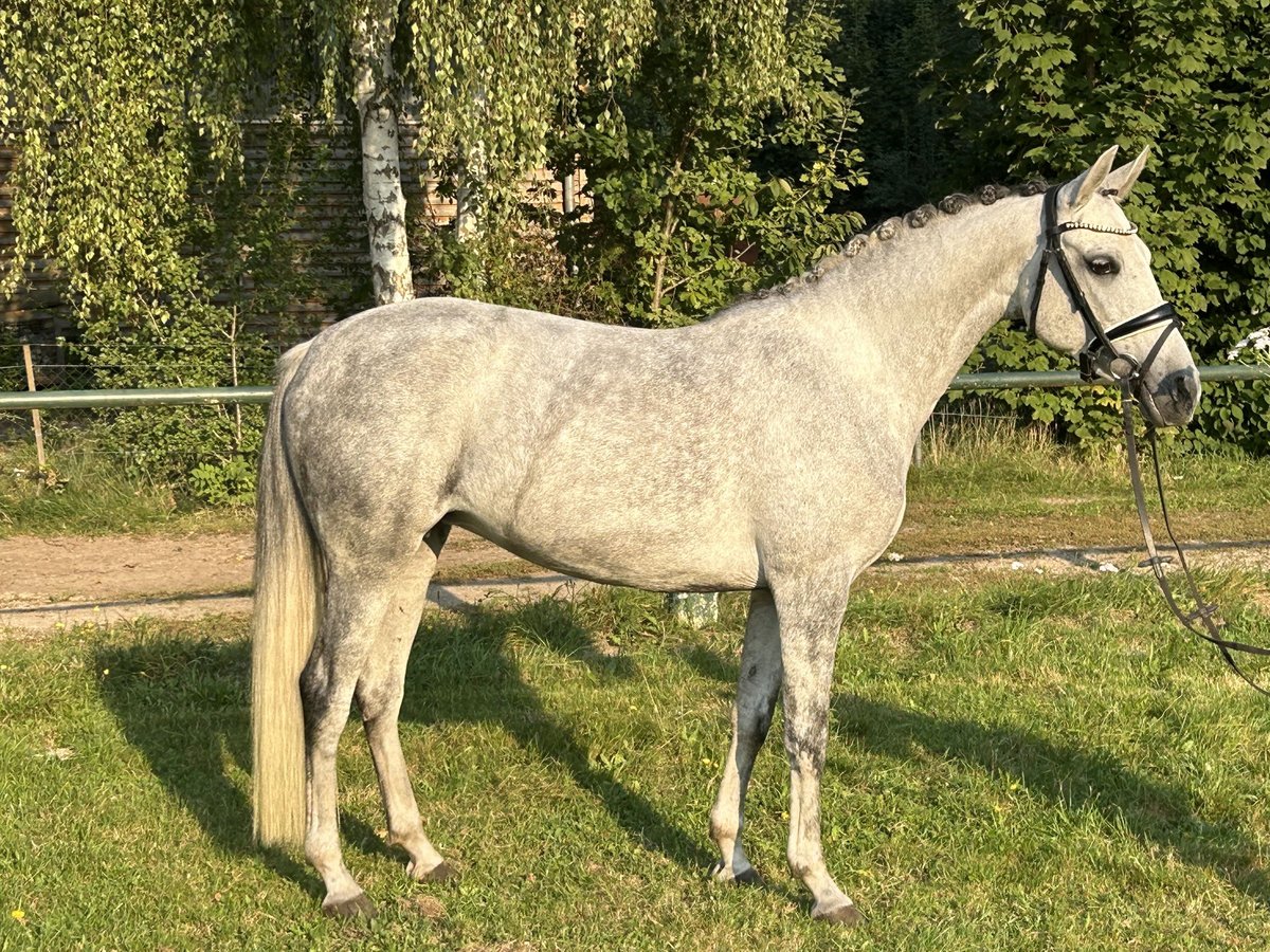 Más ponis/caballos pequeños Yegua 7 años 145 cm Tordo rodado in Burgdorf