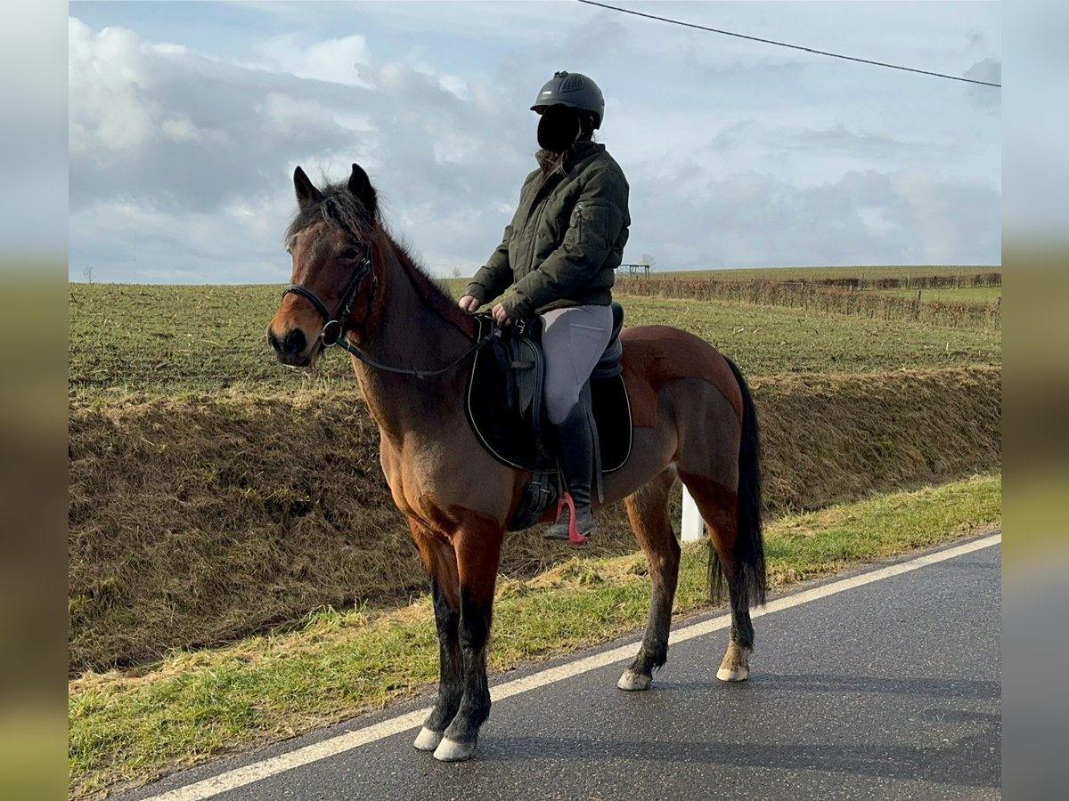 Más ponis/caballos pequeños Mestizo Yegua 7 años 146 cm Castaño in Daleiden