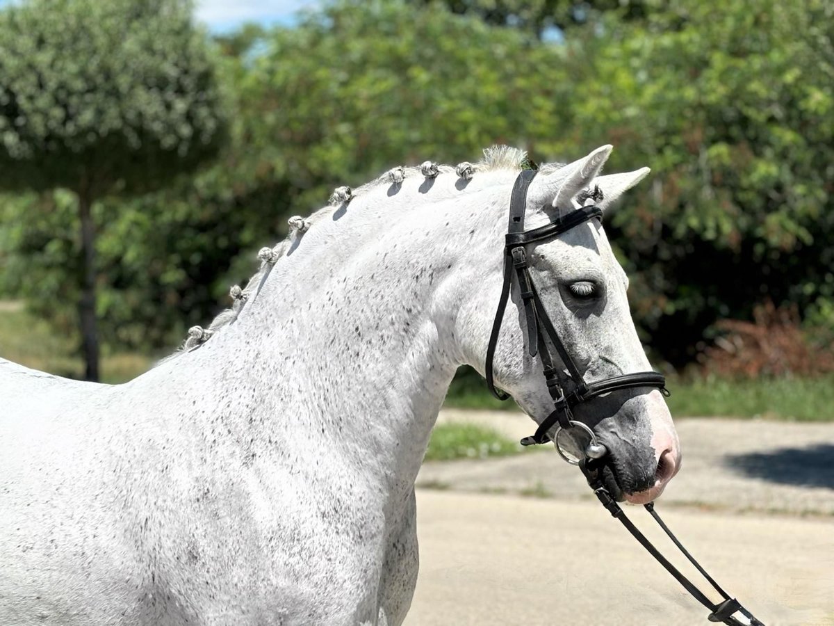 Más ponis/caballos pequeños Yegua 7 años 146 cm Tordo in Deggendorf