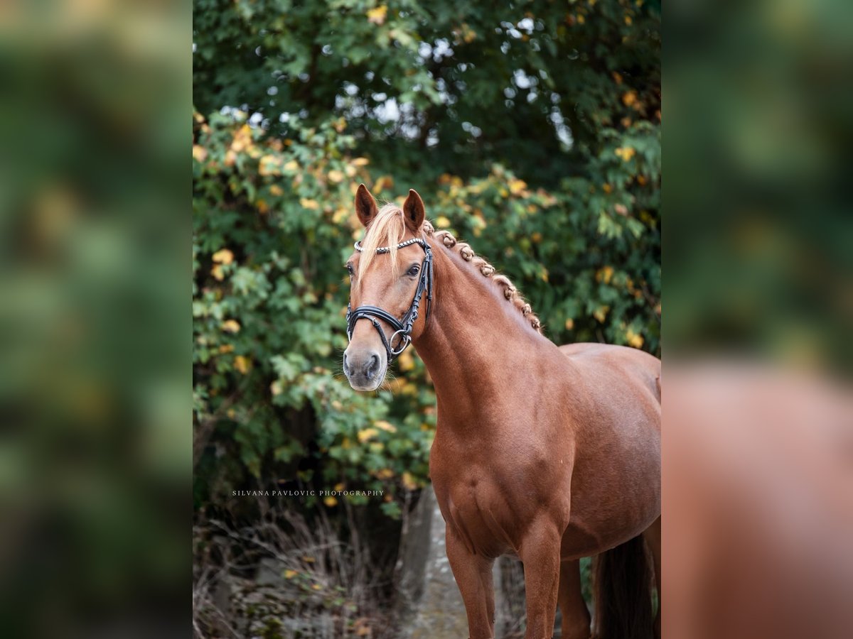 Más ponis/caballos pequeños Yegua 8 años 140 cm Alazán in Bruchsal