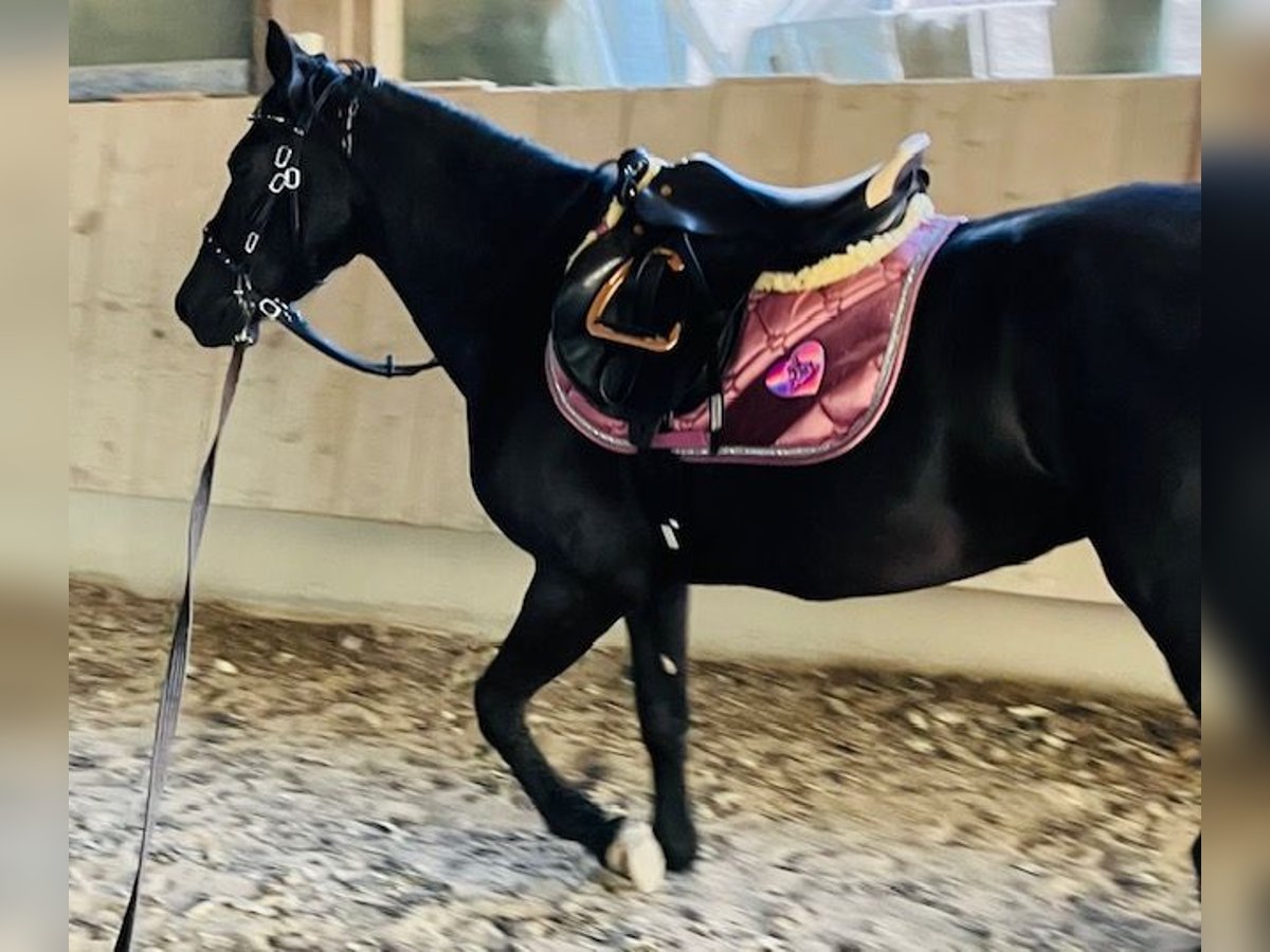 Más ponis/caballos pequeños Yegua 8 años 140 cm Negro in G&#xF6;rwihl