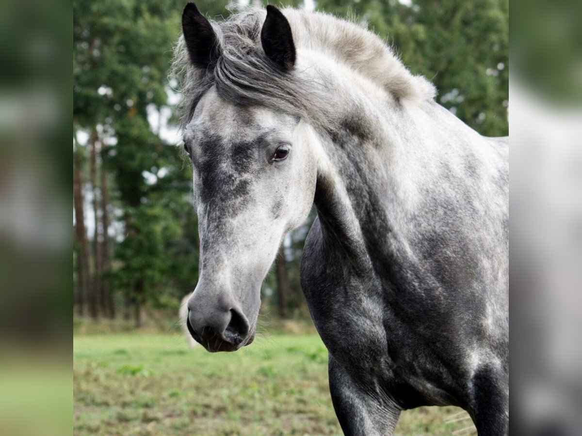 Más ponis/caballos pequeños Mestizo Yegua 8 años 145 cm Tordillo negro in Ribbesbüttel