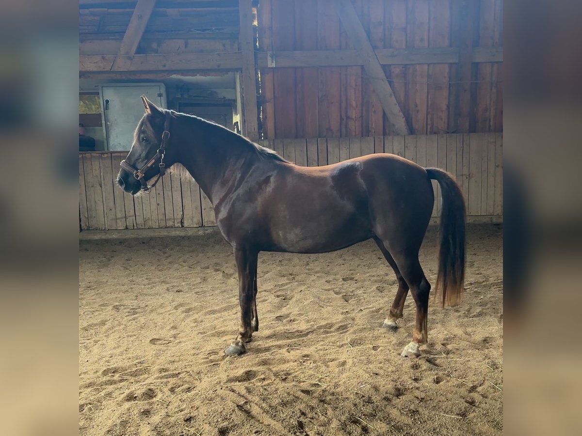 Más ponis/caballos pequeños Mestizo Yegua 8 años 147 cm Alazán-tostado in Bad Griesbach im Rottal