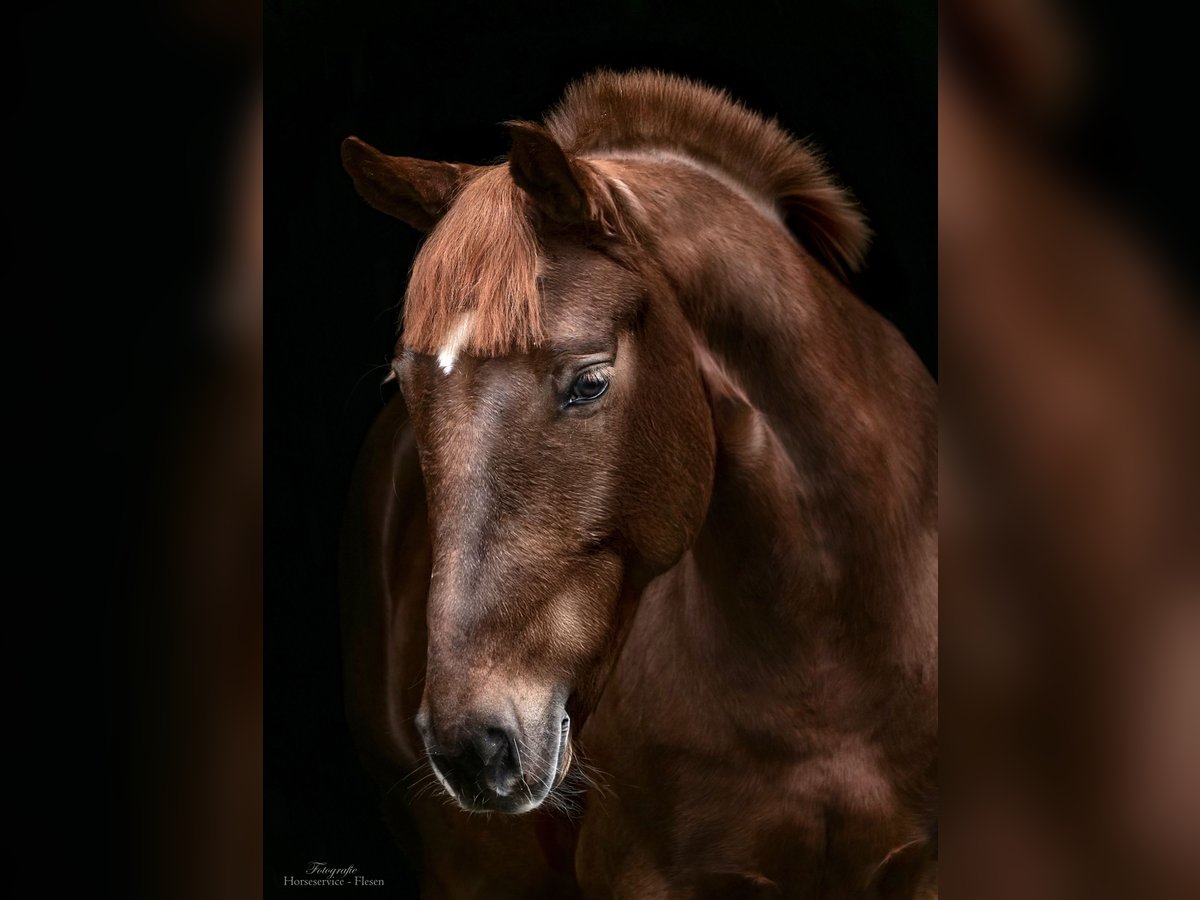 Más ponis/caballos pequeños Yegua 8 años 155 cm Alazán in Dohren