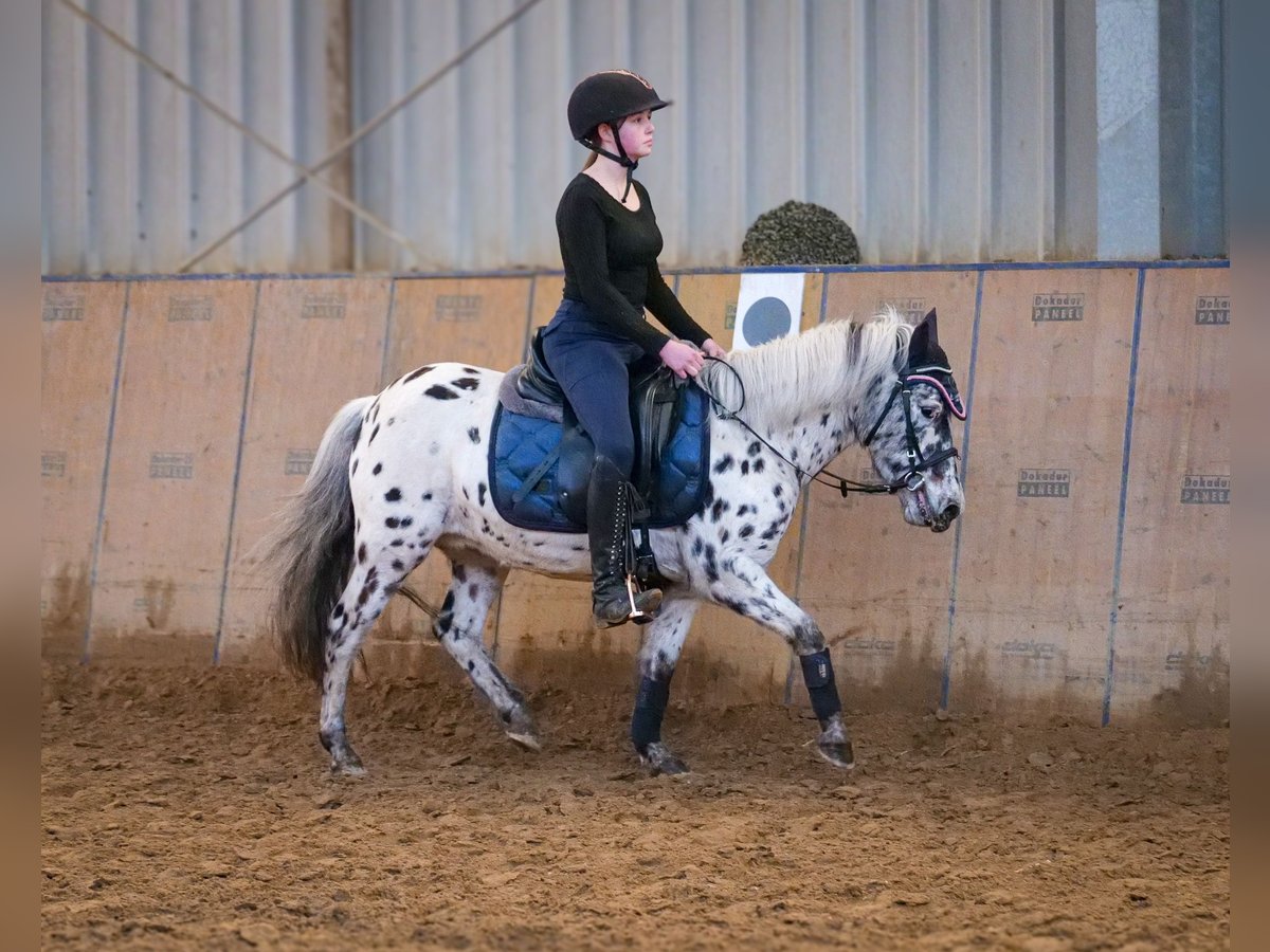 Más ponis/caballos pequeños Yegua 9 años 110 cm Atigrado/Moteado in Neustadt (Wied)