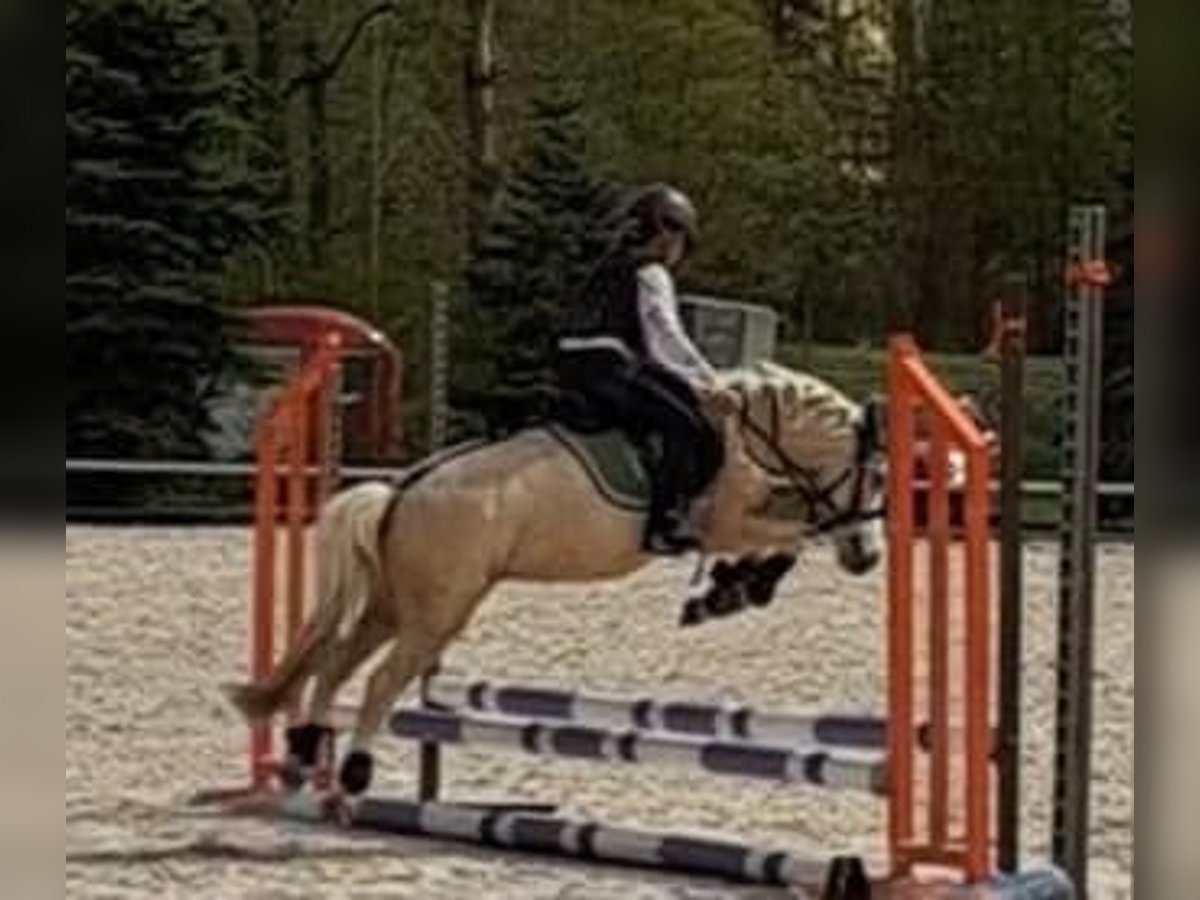 Más ponis/caballos pequeños Yegua 9 años 114 cm Palomino in Czech Republic