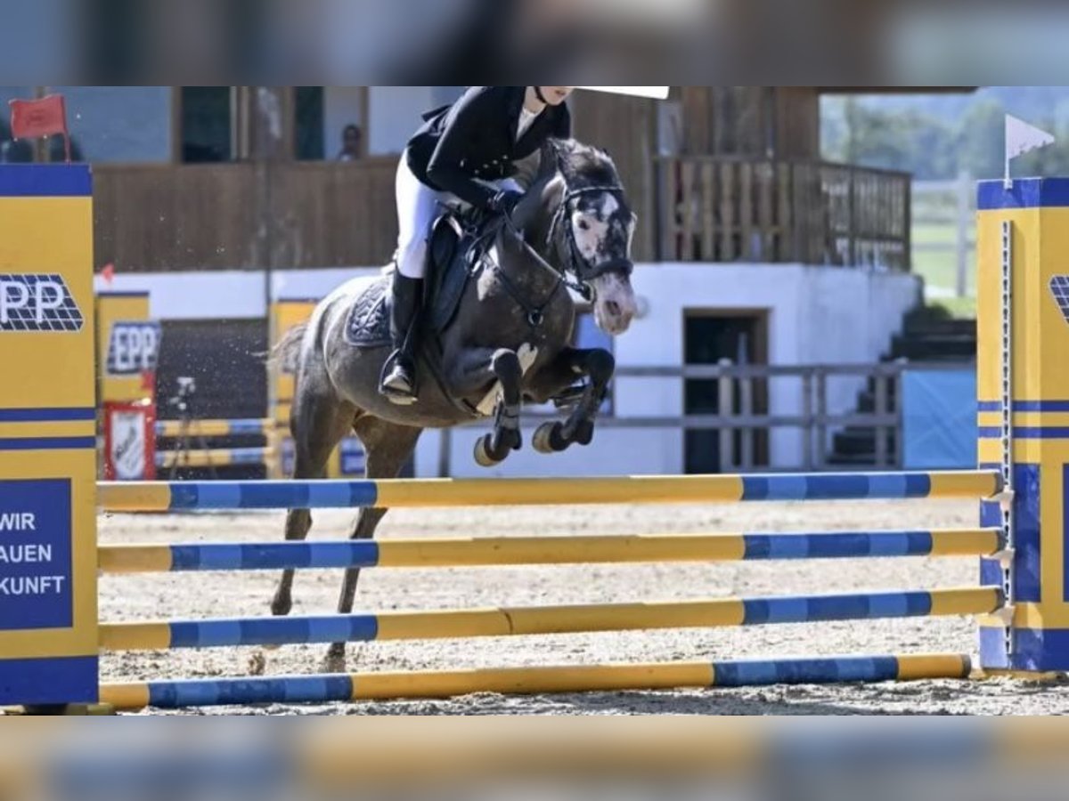 Más ponis/caballos pequeños Yegua 9 años 140 cm Atigrado/Moteado in HaselreithEm