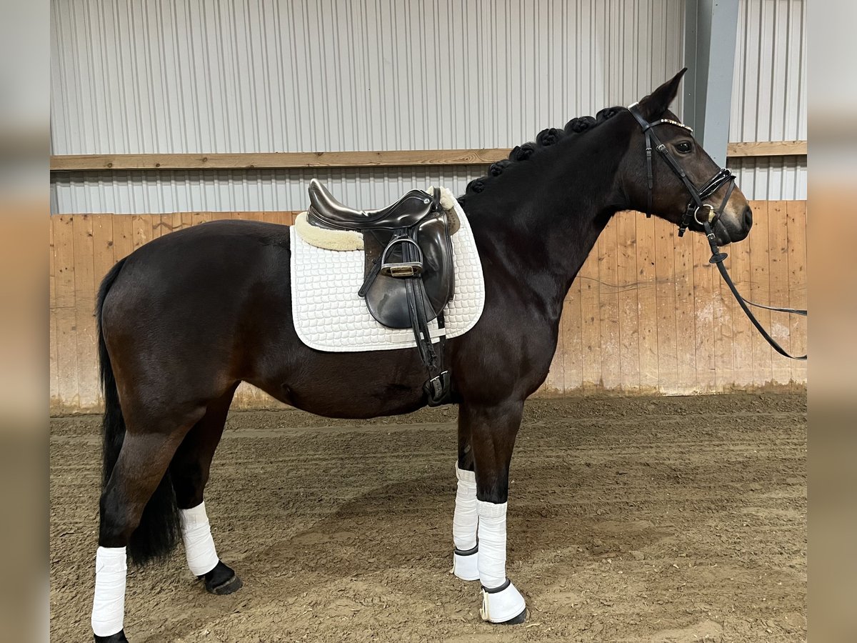 Más ponis/caballos pequeños Yegua 9 años 148 cm Castaño in Lyhren