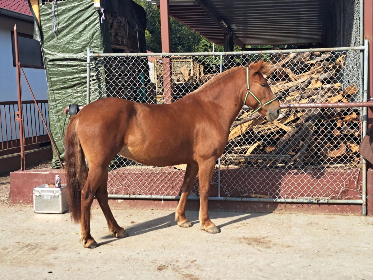 Más ponis/caballos pequeños Yegua 9 años 150 cm Alazán in Bad Bergzabern