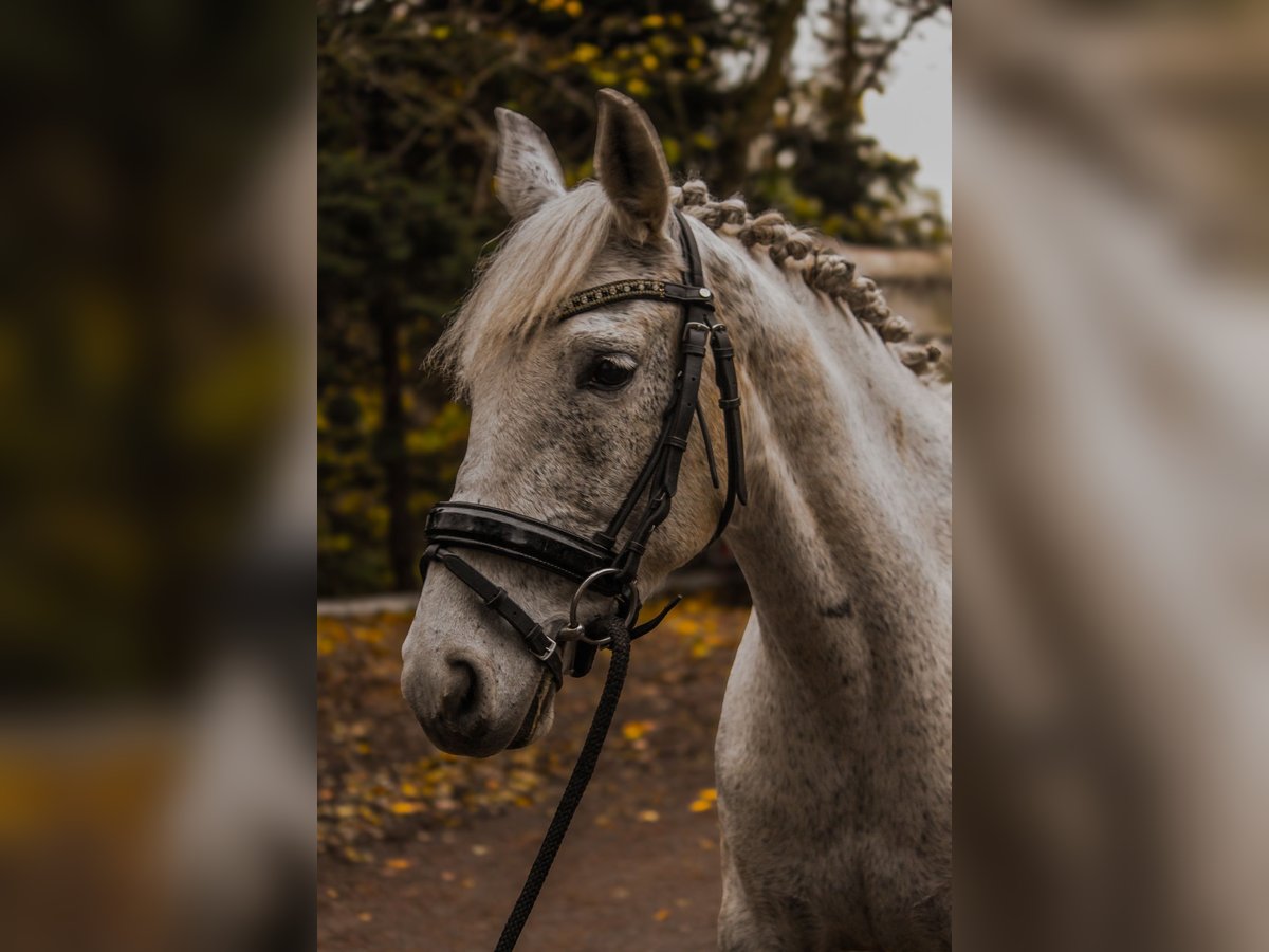 Más ponis/caballos pequeños Yegua 9 años 150 cm Tordo picazo in Wateringen