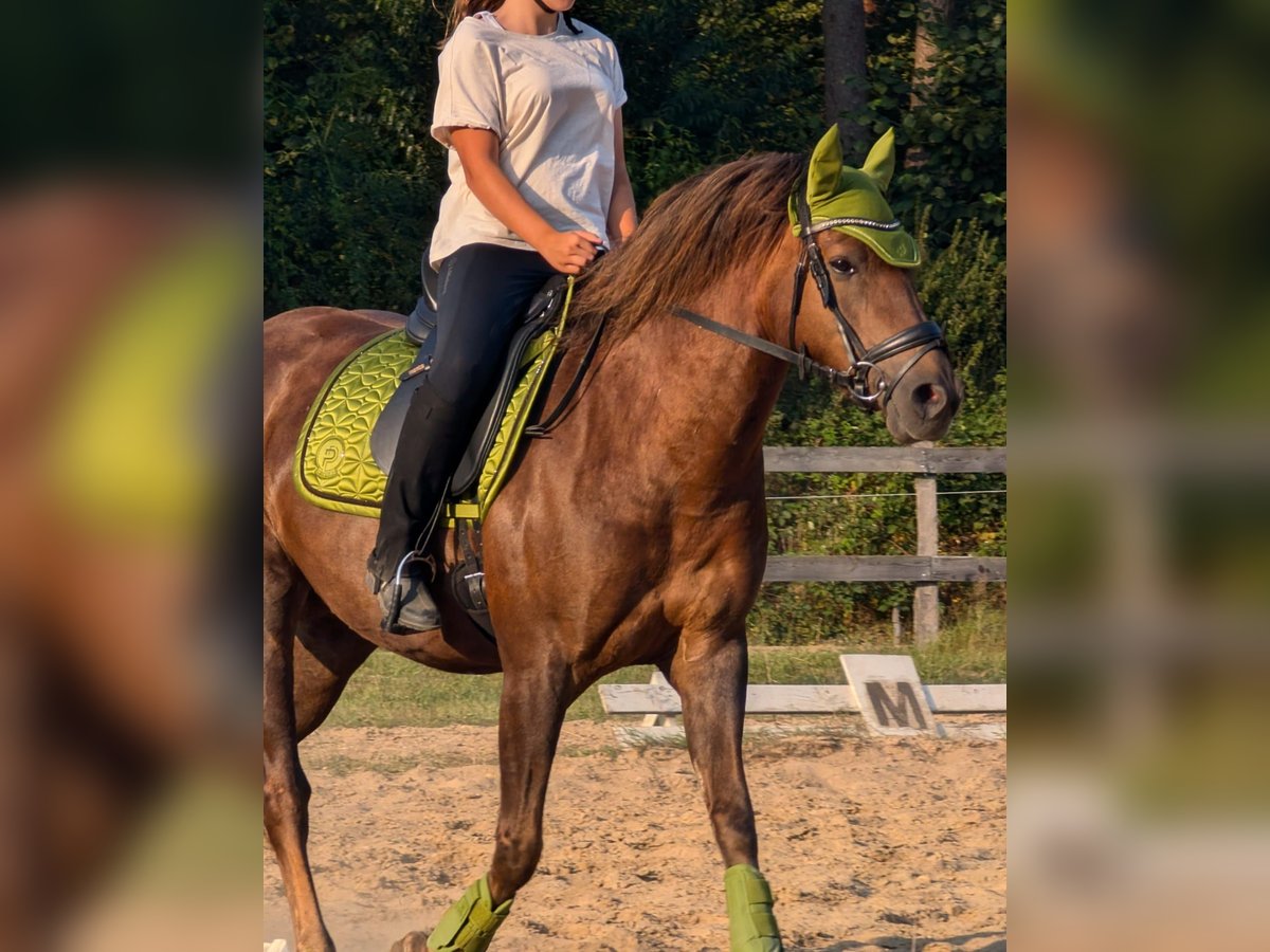 Más ponis/caballos pequeños Mestizo Yegua 9 años 153 cm Alazán-tostado in Ebstorf