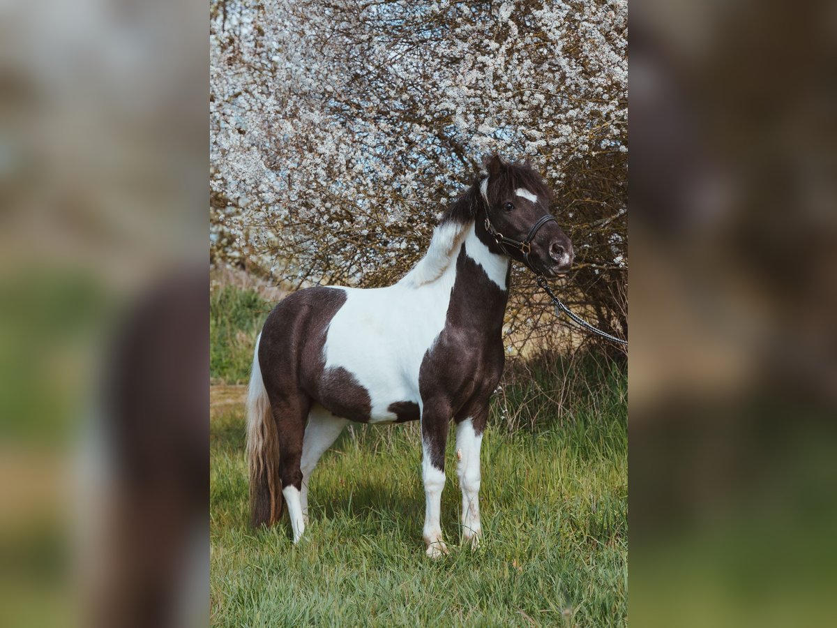 Más ponis/caballos pequeños Caballo castrado 10 años 110 cm Pío in Wietzendorf