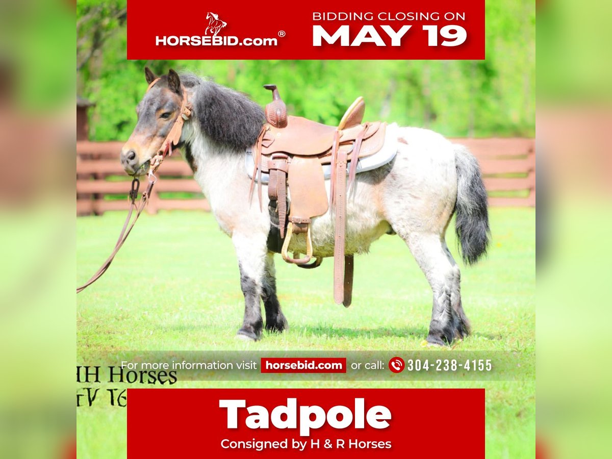 Más ponis/caballos pequeños Caballo castrado 12 años 86 cm Castaño-ruano in Hillsboro, KY