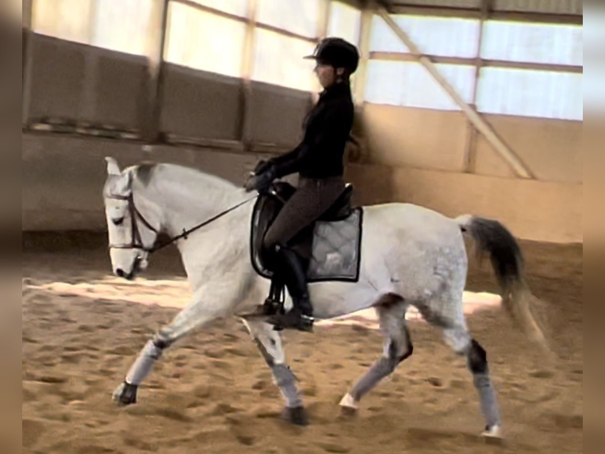 Más ponis/caballos pequeños Caballo castrado 14 años 146 cm Tordo in Wien, Leopoldstadt
