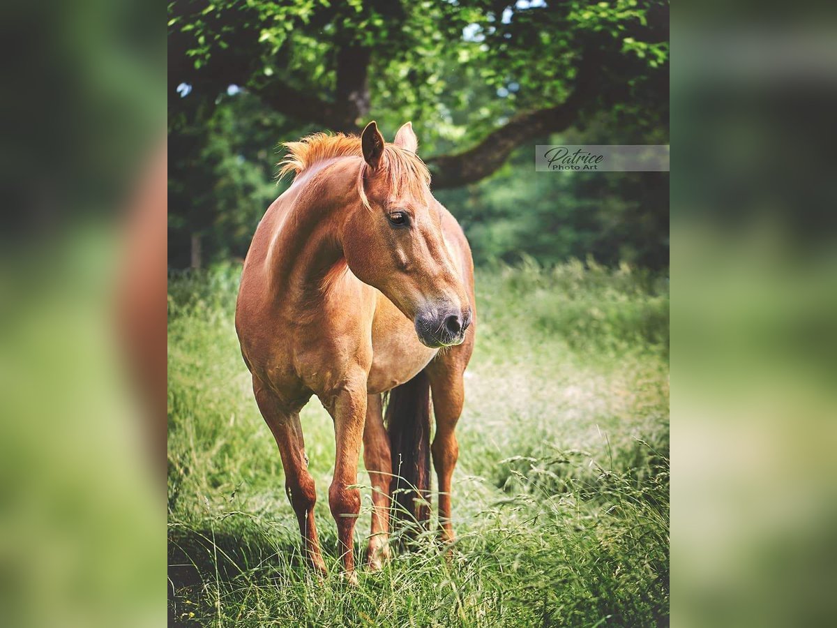 Más ponis/caballos pequeños Caballo castrado 15 años 145 cm Alazán-tostado in Pyrbaum