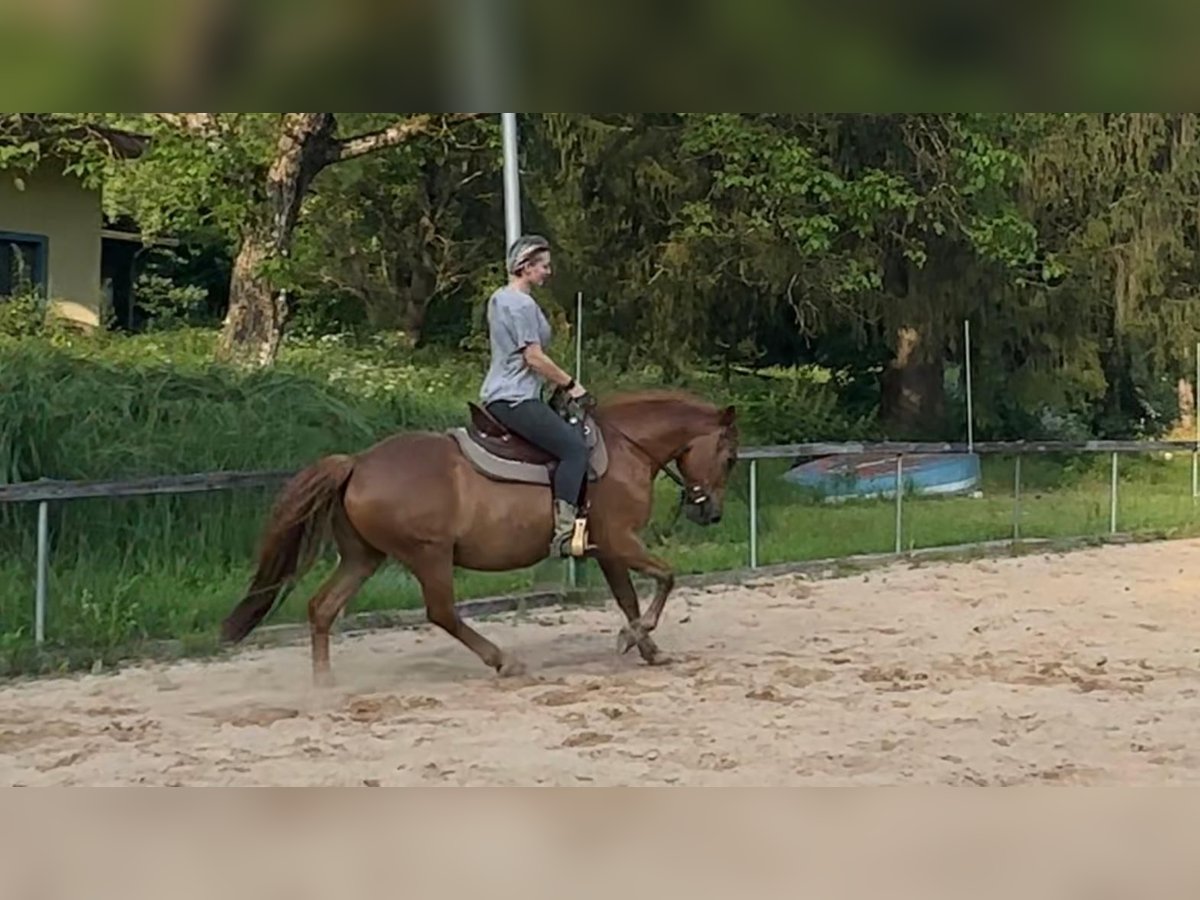 Más ponis/caballos pequeños Mestizo Caballo castrado 16 años 148 cm Alazán in Freystadt