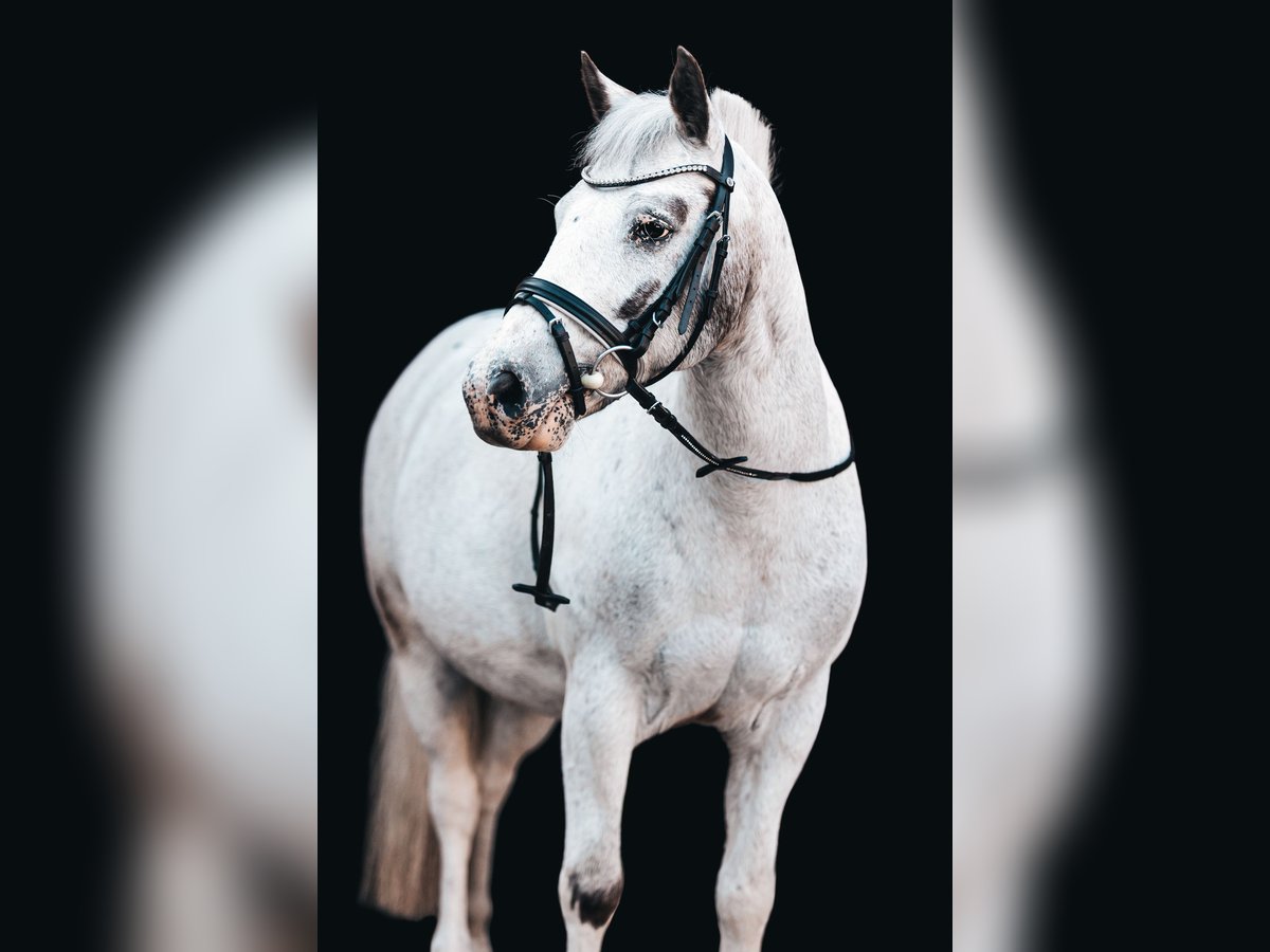 Más ponis/caballos pequeños Caballo castrado 18 años 128 cm Tordo in Uslar