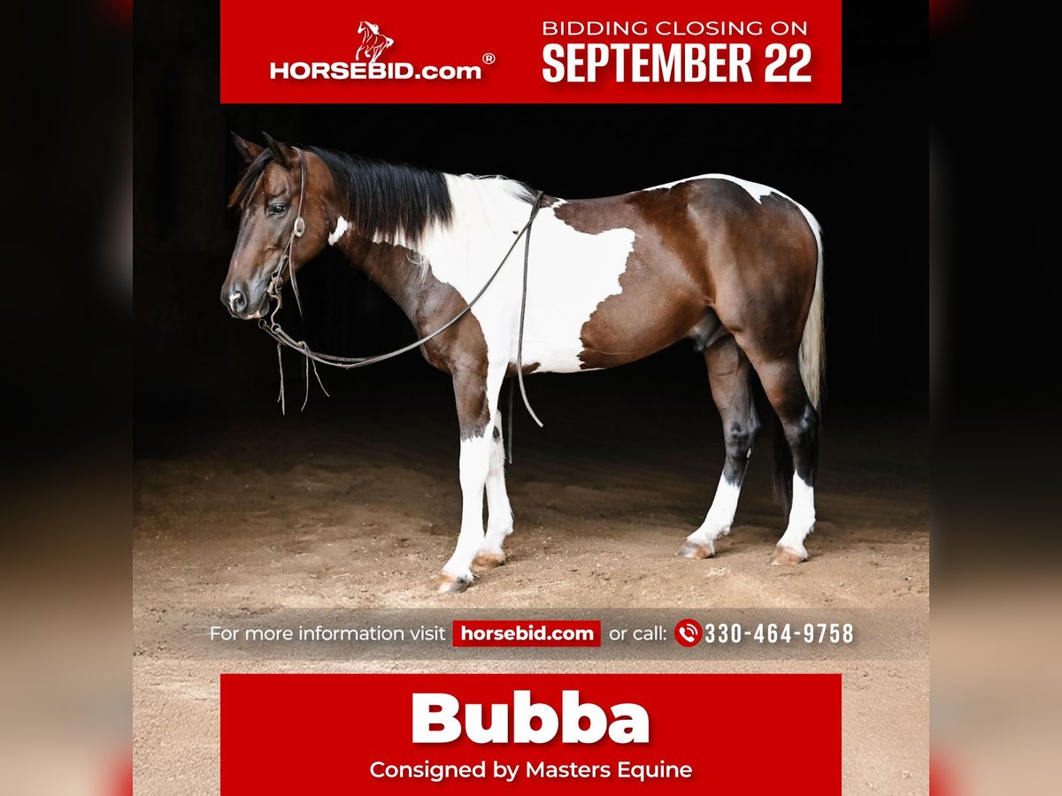 Más ponis/caballos pequeños Mestizo Caballo castrado 4 años 142 cm Pío in Orrville