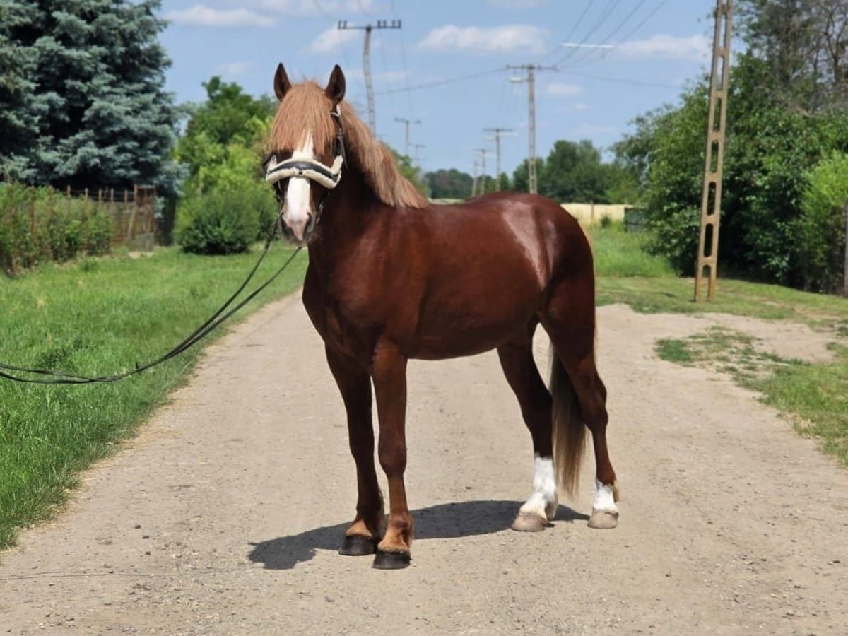Más ponis/caballos pequeños Caballo castrado 4 años 145 cm Alazán-tostado in B&#xE9;k&#xE9;scsaba
