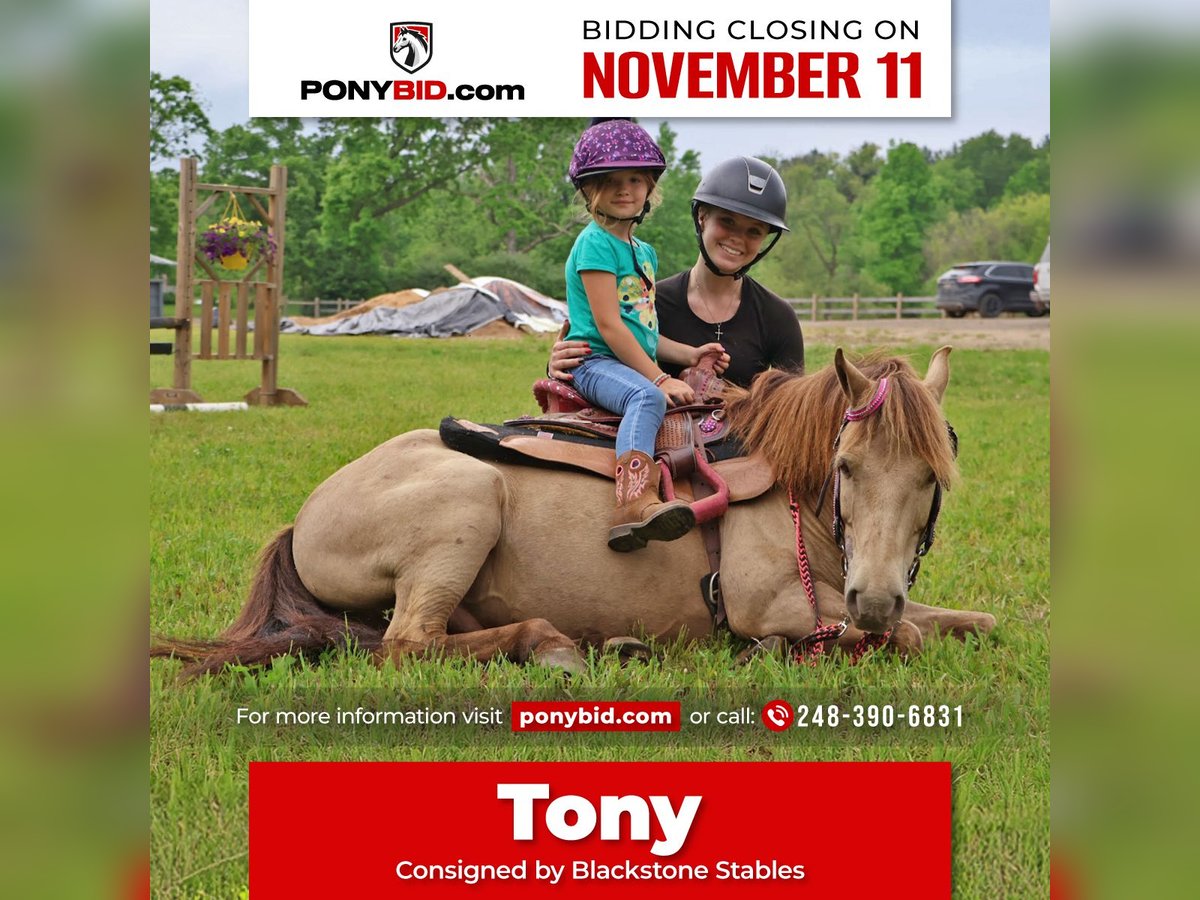 Más ponis/caballos pequeños Caballo castrado 5 años 124 cm Champán in Howell