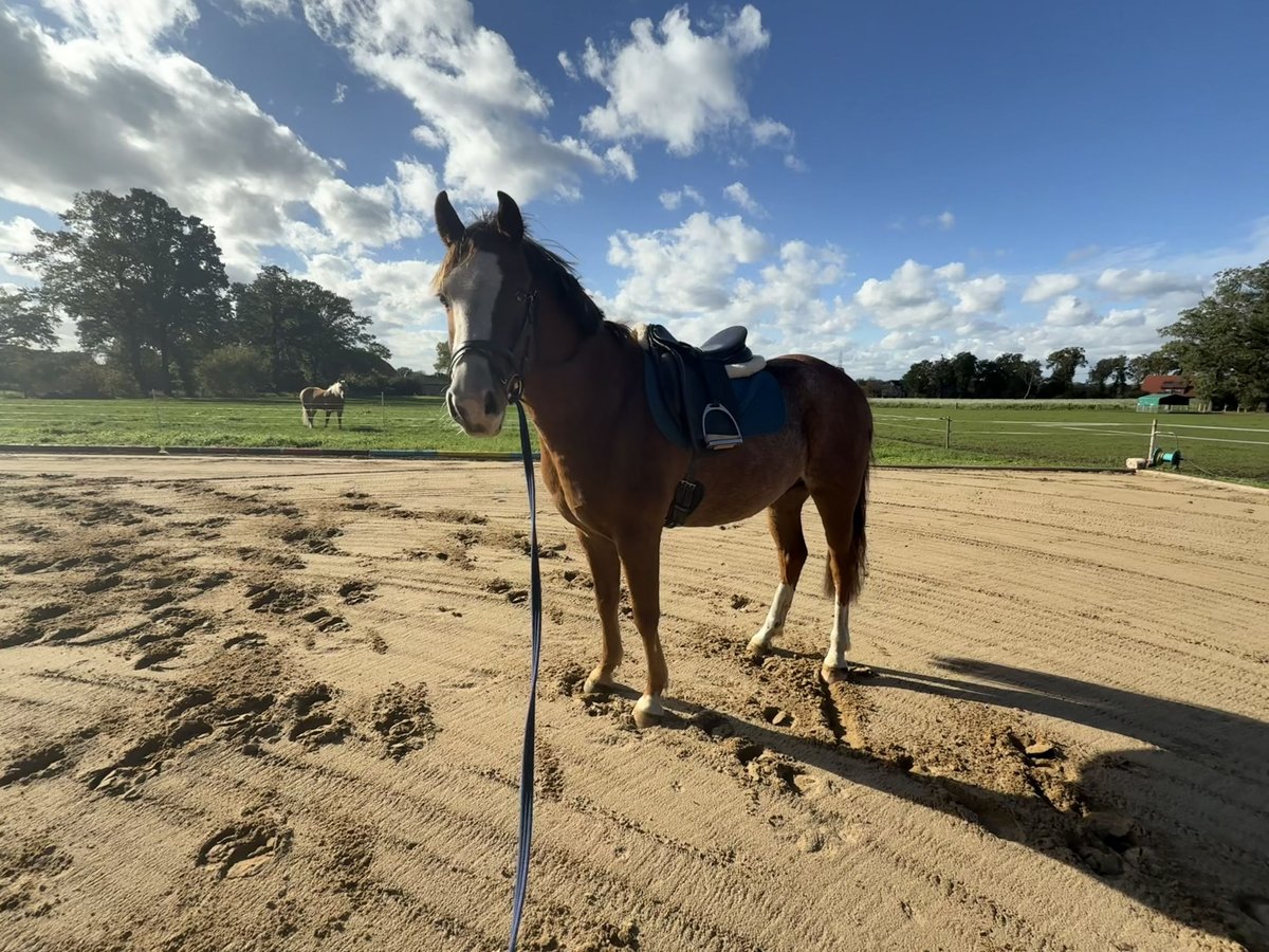 Más ponis/caballos pequeños Caballo castrado 5 años 135 cm Alazán in Merzen