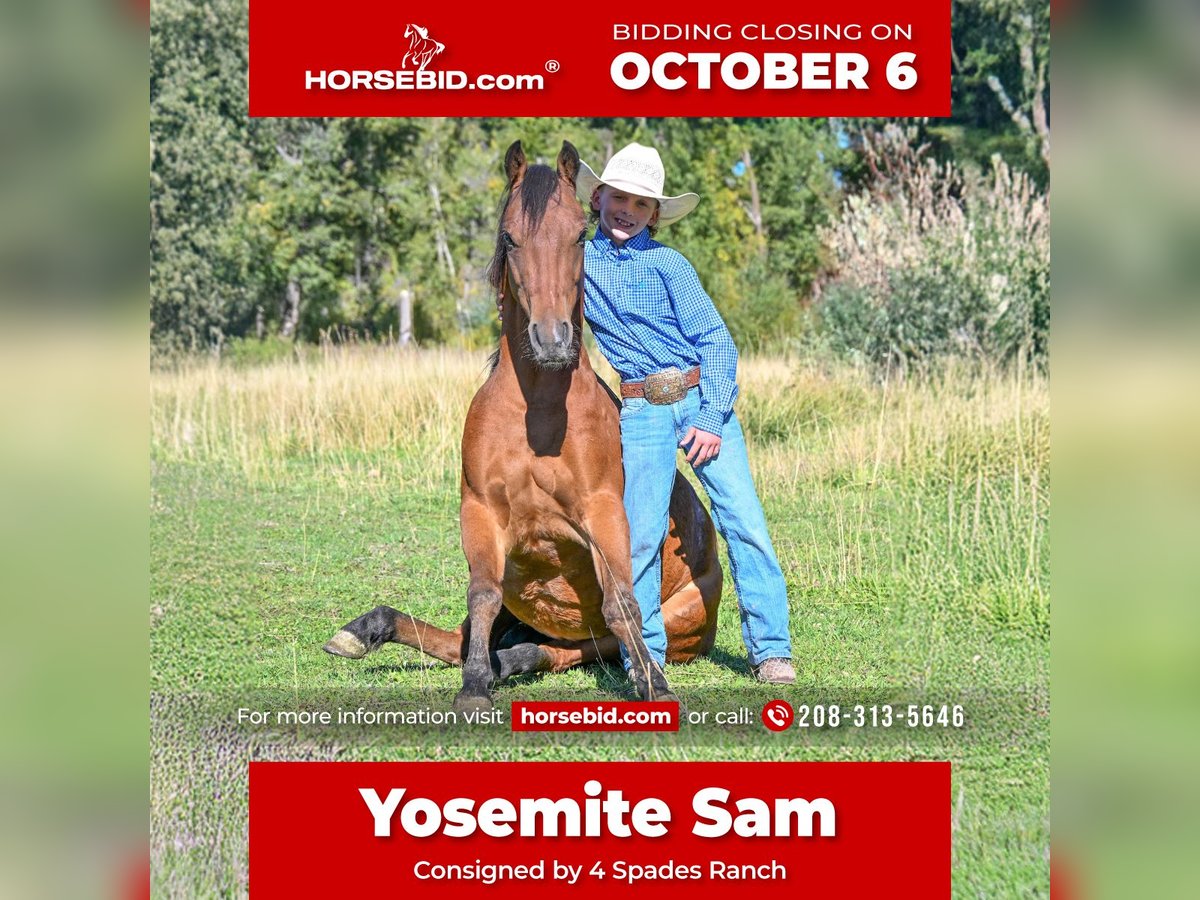 Más ponis/caballos pequeños Caballo castrado 5 años 135 cm Castaño rojizo in Rigby