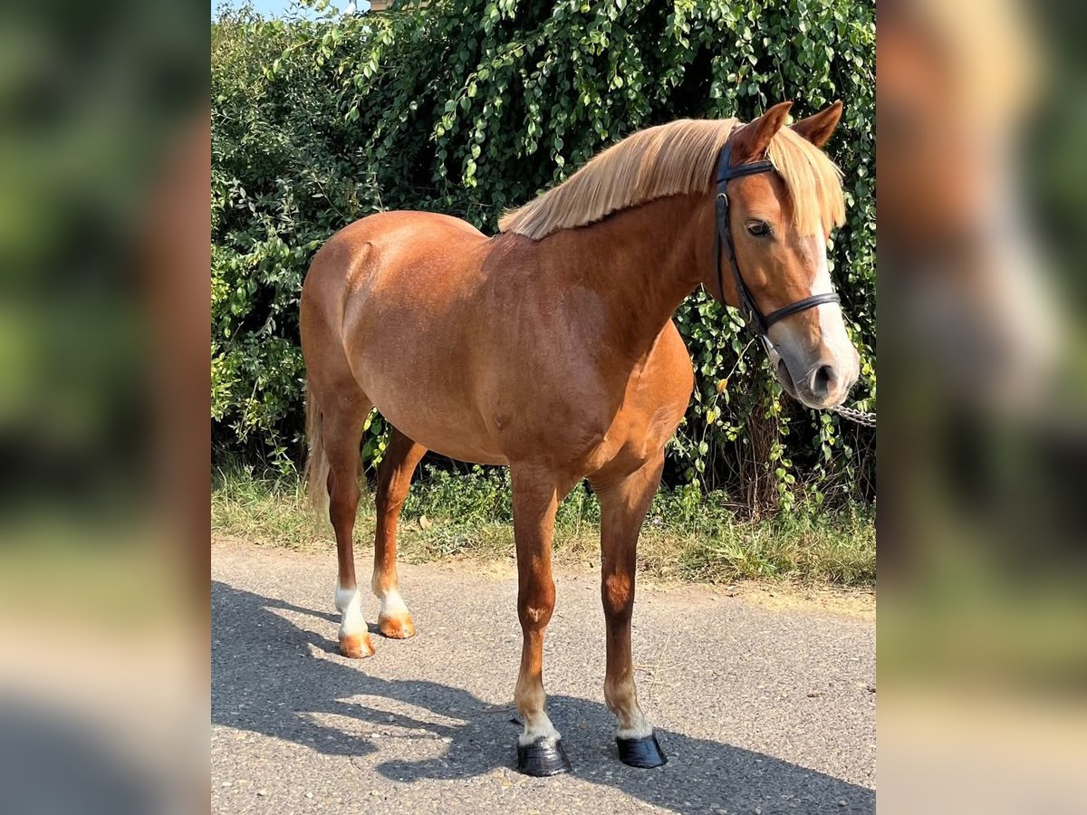 Más ponis/caballos pequeños Caballo castrado 5 años 145 cm Alazán in Mez&#x151;hegyes