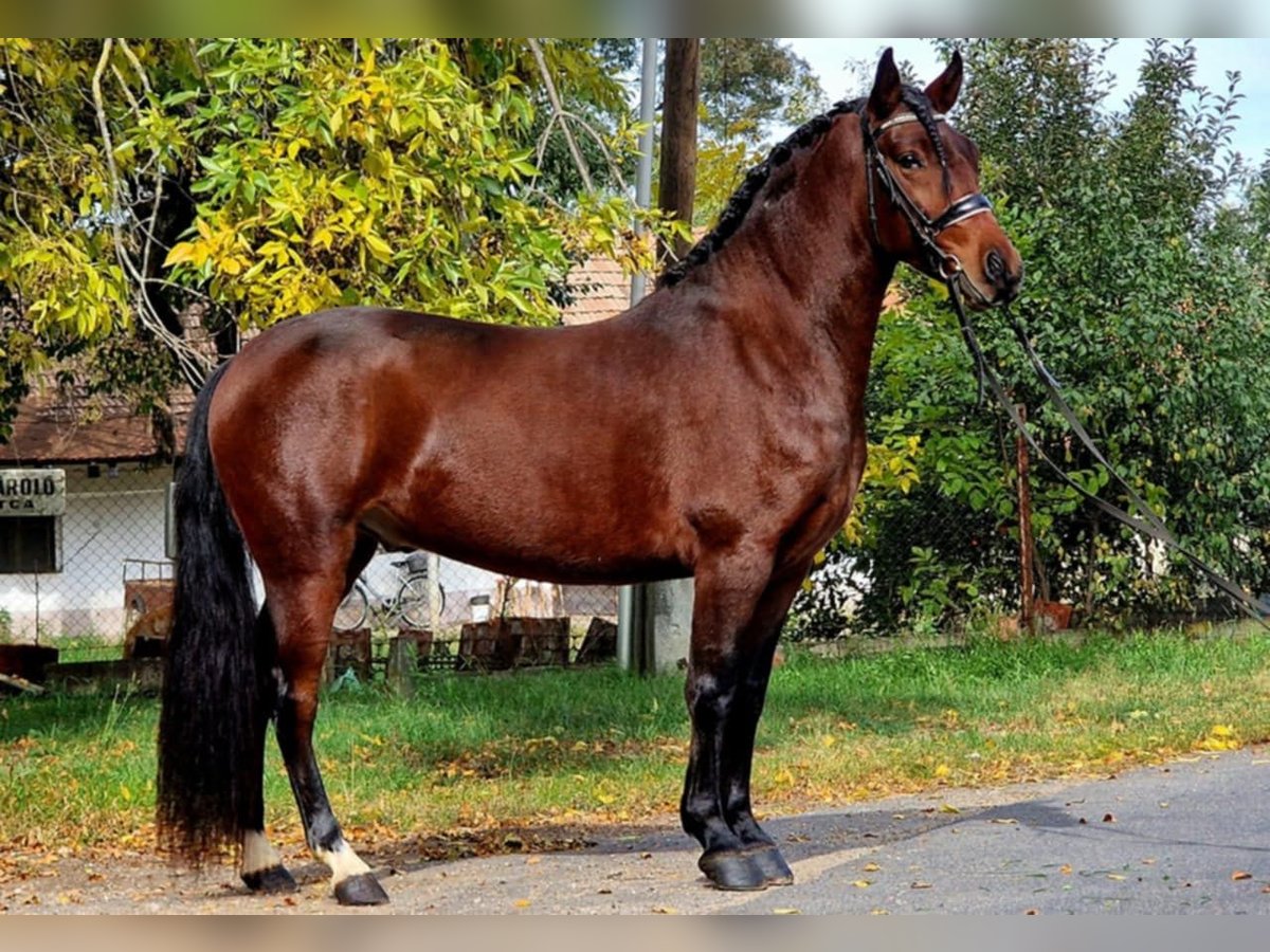 Más ponis/caballos pequeños Mestizo Caballo castrado 5 años 147 cm Castaño in Gyula