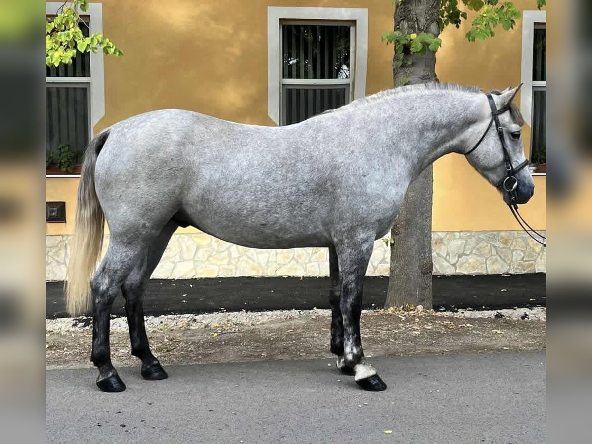 Más ponis/caballos pequeños Caballo castrado 5 años 147 cm Tordo rodado in Orosh&#xE1;za