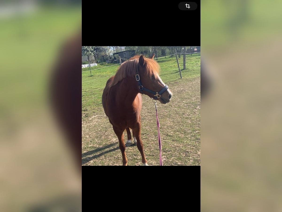 Más ponis/caballos pequeños Caballo castrado 6 años 135 cm Alazán in Salzhemmendorf