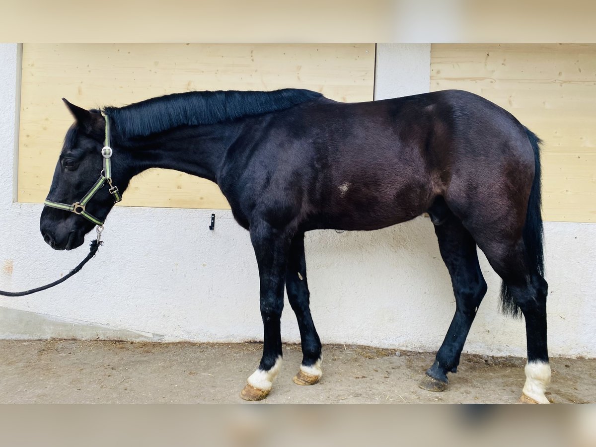 Más ponis/caballos pequeños Caballo castrado 6 años 148 cm Negro in Vandansnda