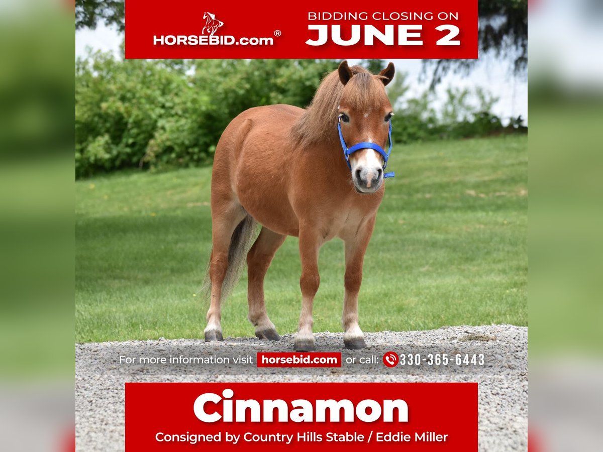 Más ponis/caballos pequeños Caballo castrado 6 años 86 cm in Baltic, OH